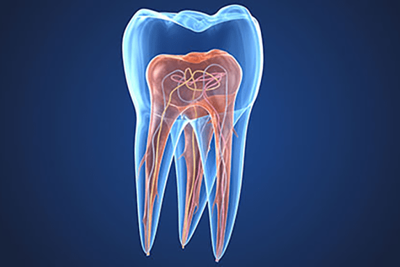 illustrated detail interior of a tooth