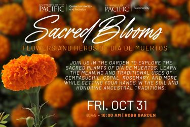 Join the Center for Identity and Inclusion and the Sustainability Office in the garden to explore the sacred plants of Día de Muertos. Learn the meaning and traditional uses of cempasúchil, copal, rosemary, and more — while getting your hands in the soil and honoring ancestral traditions.   Friday, October 31, 2025  8:45 to 10:00 AM   Ted and Chris Robb Garden   For questions, please email thecenter@pacific.edu.   For more Dia de Muertos events, visit: Dia De Los Muertos Week | University of the Pacific