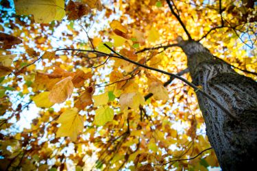 autumn tree