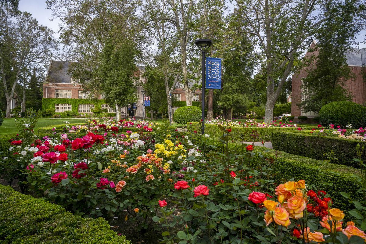 Rose Garden