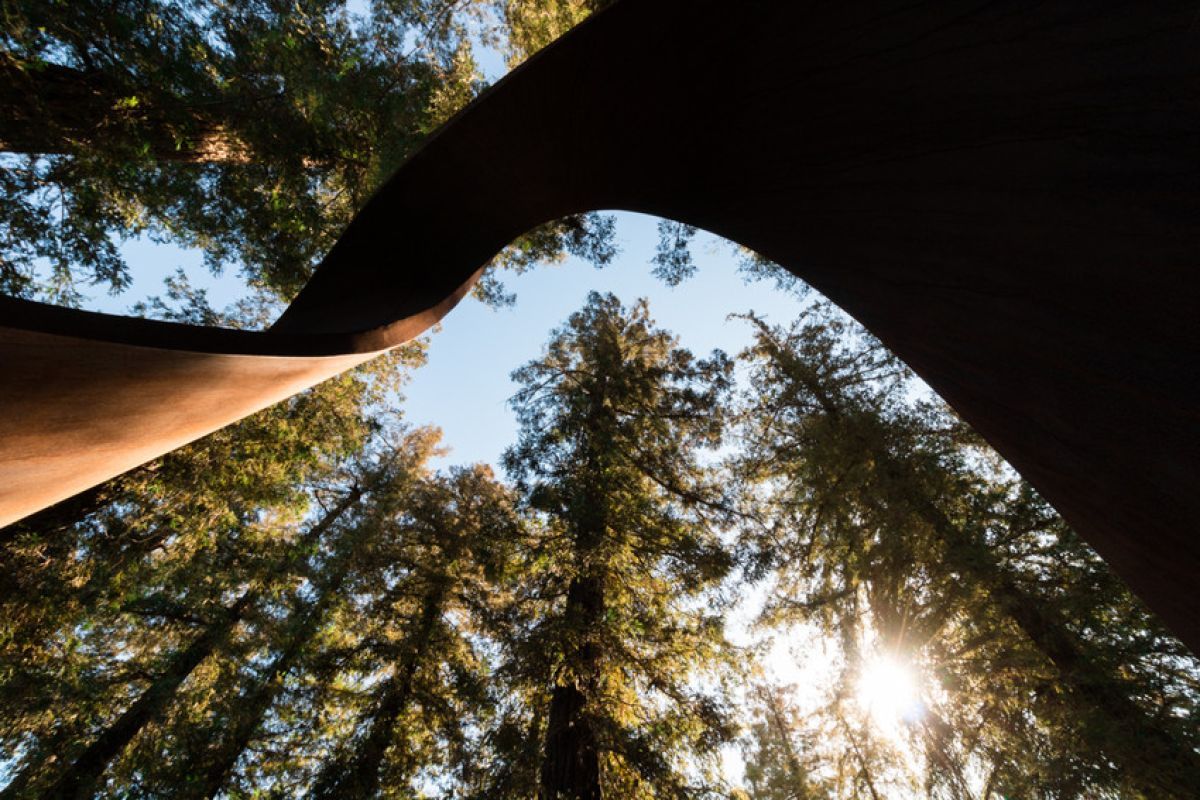 sculpture in redwood grove on campus