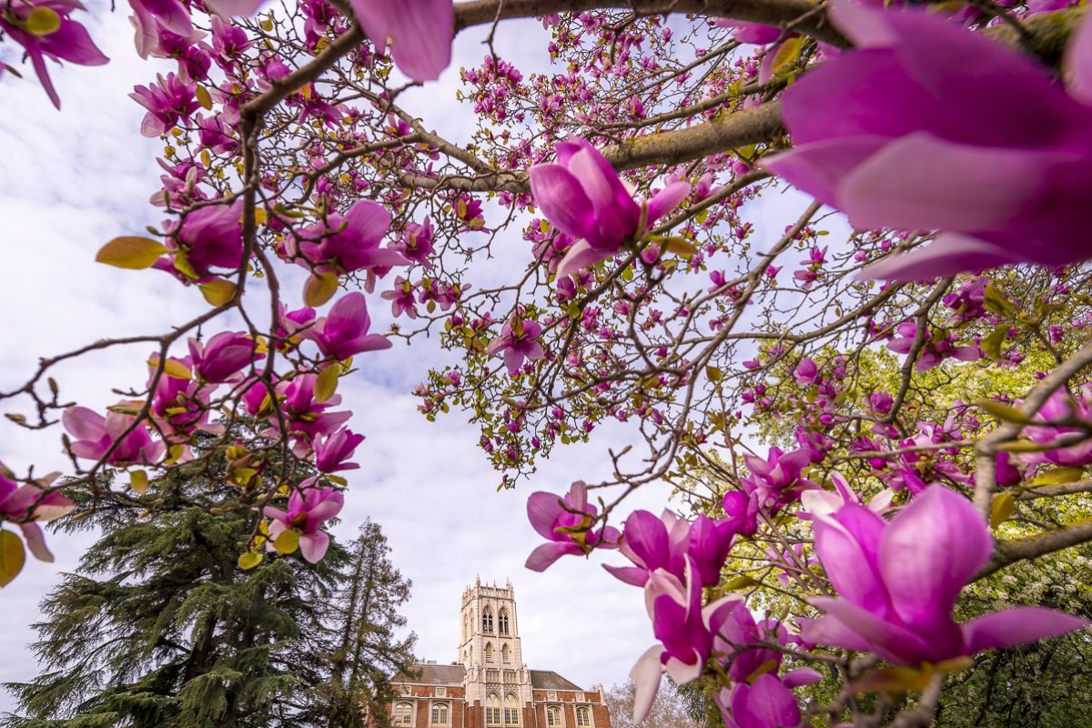 spring bloom on campus