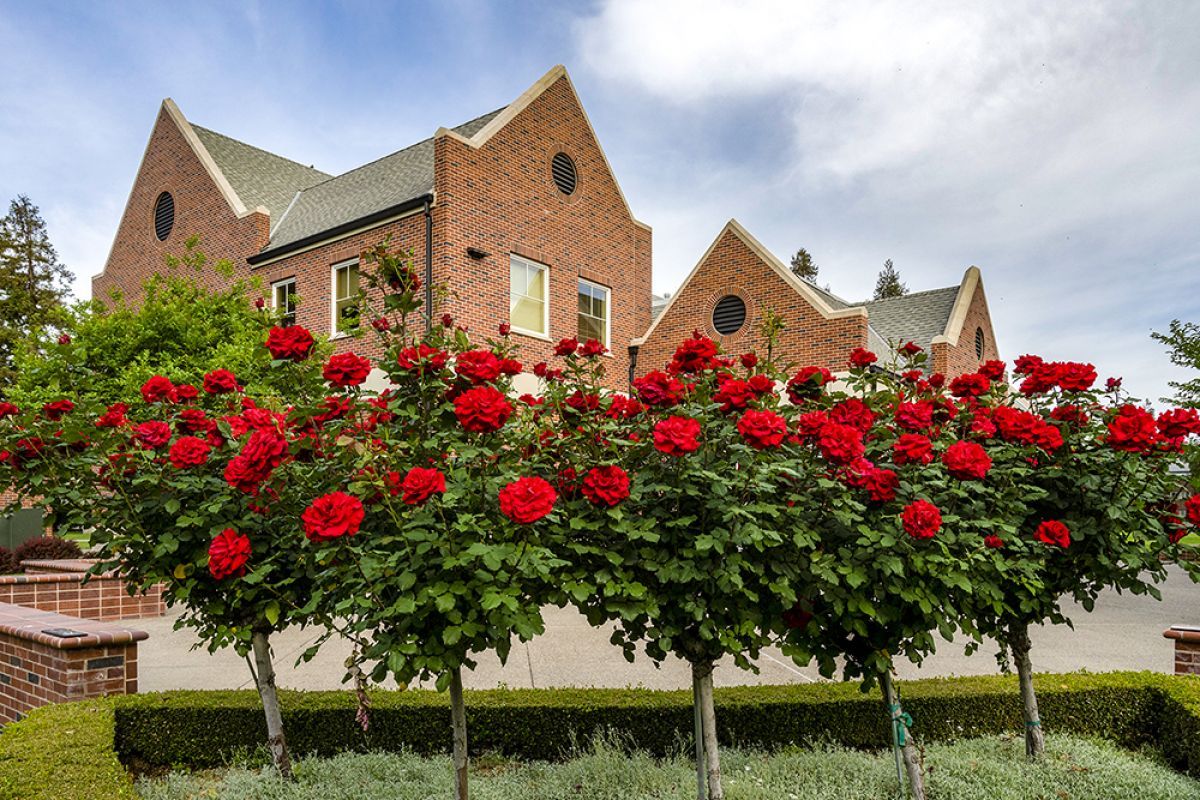 Rose bushes outside of the alumni house