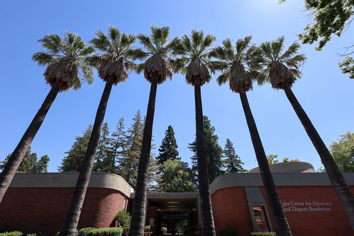 palm trees