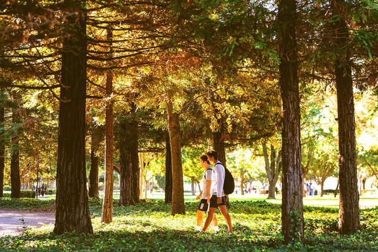 Students walk beneath trees