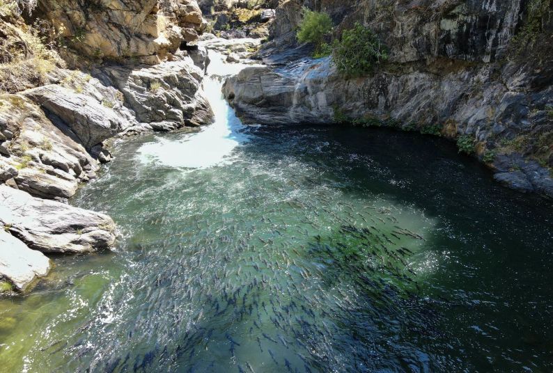 Butte Creek Spring Run Salmon